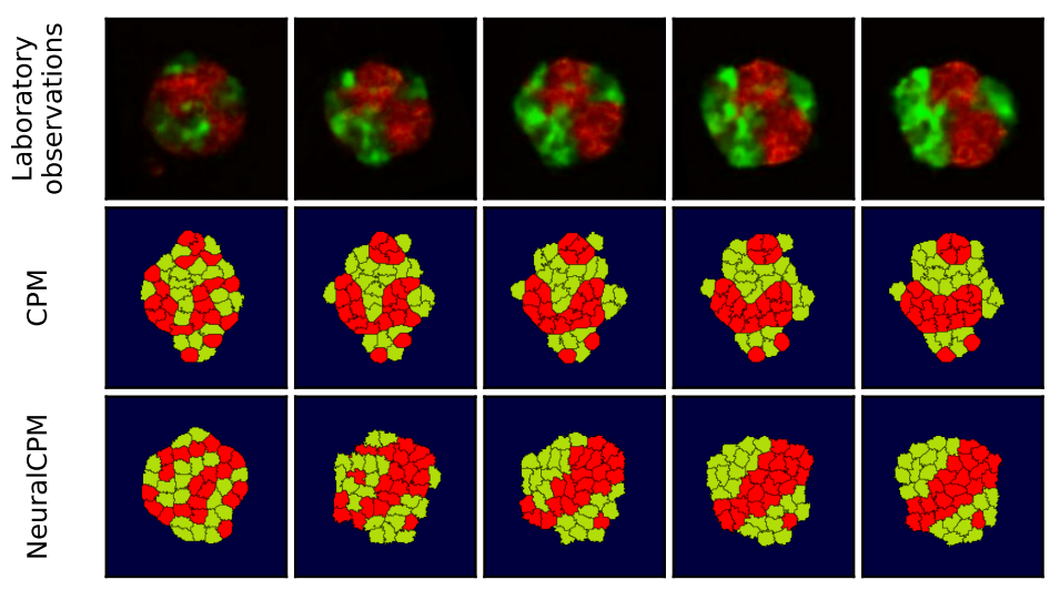 NeuralCPM simulation